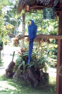 BAHAMA151(2)