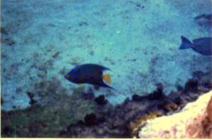 BAHAMA192(2)